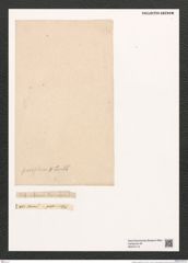 Fragilaria parasiticum (de-Toni-Nr.: Genus 73) Zeichnungen Sammlung Grunow (NHMW-BOT-W0374116)